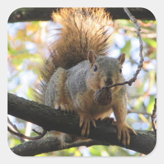 Squirrel Eating Nut on Tree Branch Cute Stickers (Front)