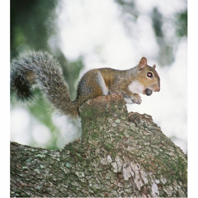 Squirrel eating nut standing photo sculpture (Front)