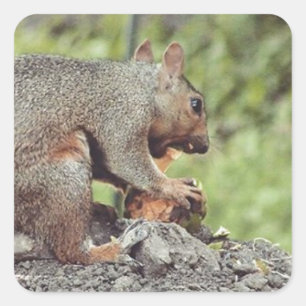 Squirrel eating square sticker
