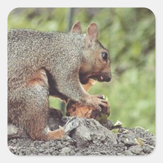 Squirrel eating square sticker (Front)