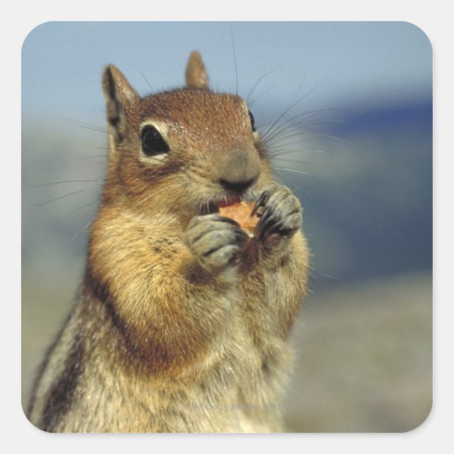 Squirrel eating square sticker (Front)