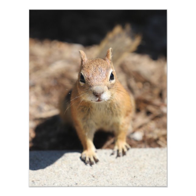 Squirrel Face Photo Print (Front)