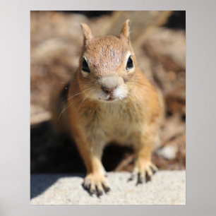 Squirrel Face Poster