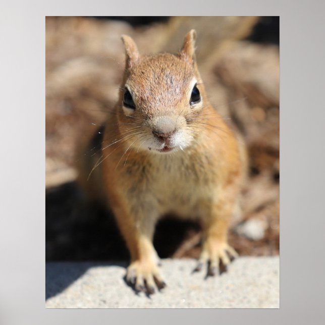 Squirrel Face Poster (Front)