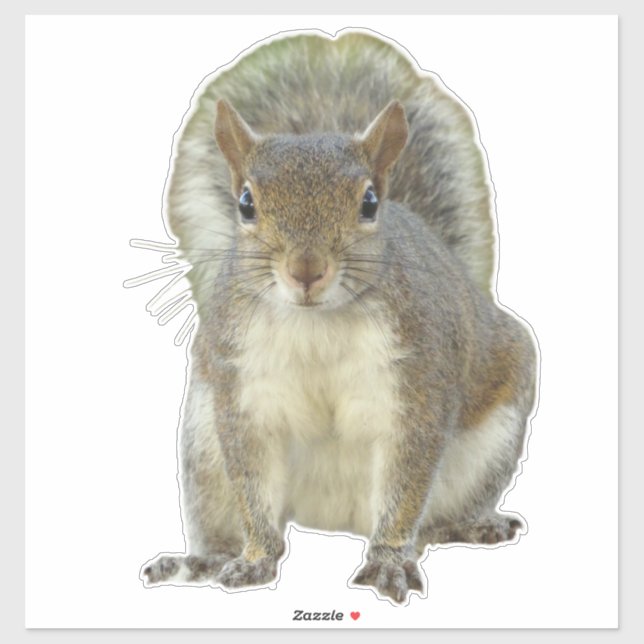 Squirrel face to face (Sheet)