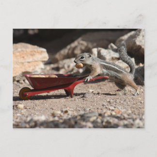 Squirrel Farmer Postcard