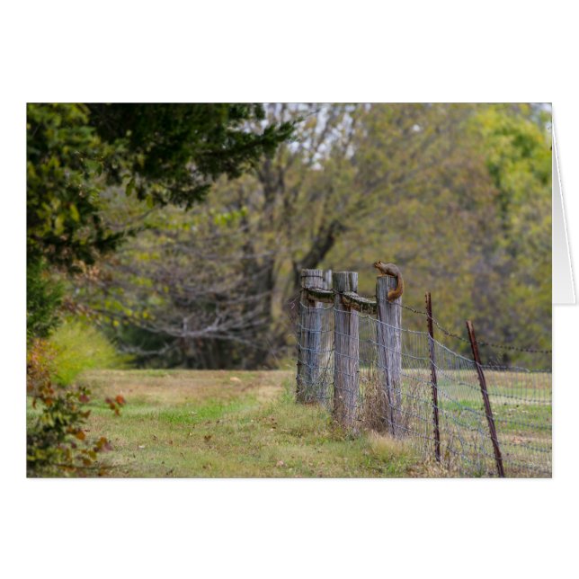 Squirrel Fence Pose (Front Horizontal)