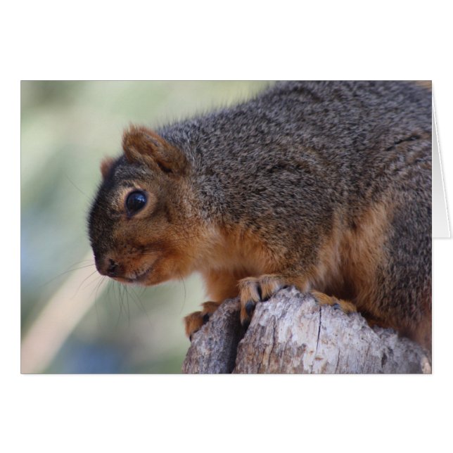 Squirrel greeting card (Front Horizontal)