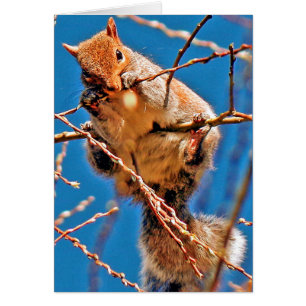 Squirrel (Grey)