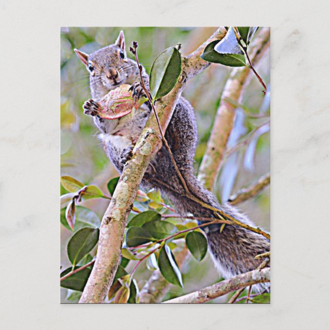 Squirrel Grey (Kentucky and North Carolina) Postcard (Front)