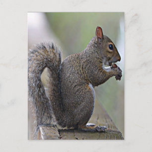 Squirrel (Grey) Postcard