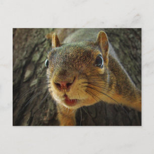 Squirrel Hanging Closeup 2 Postcard