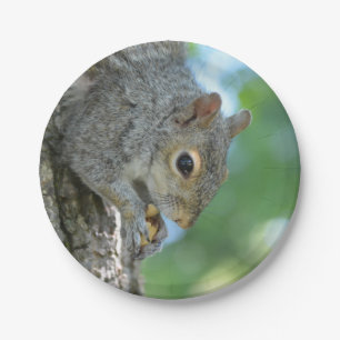 Squirrel Hanging in A Tree Paper Plate