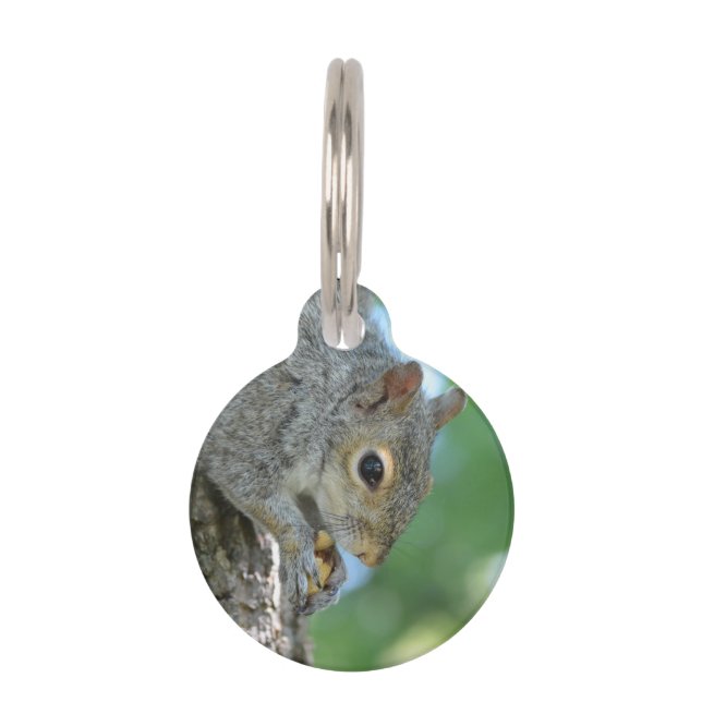 Squirrel Hanging in A Tree Pet Tag (Front)