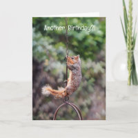 Squirrel Hanging on a Chain Funny Birthday Card