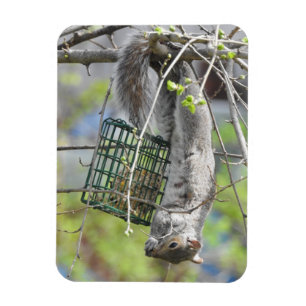 Squirrel Hanging Upside Down Eating Magnet