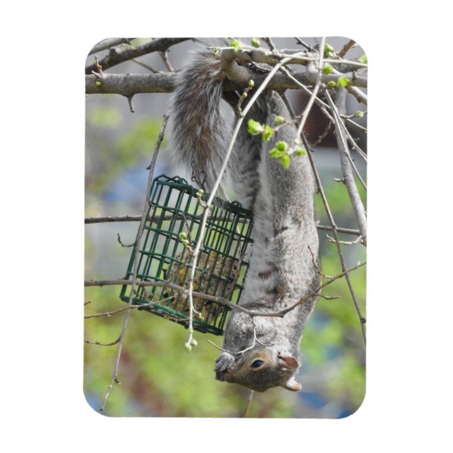 Squirrel Hanging Upside Down Eating Magnet (Vertical)