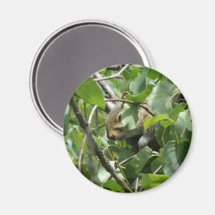 Squirrel Hiding in a Tree Magnet