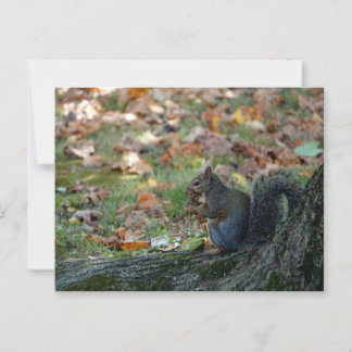 Squirrel holding a nut postcard