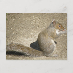 Squirrel Hungry Horatio Postcard