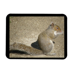 Squirrel Hungry Horatio Premium Magnet