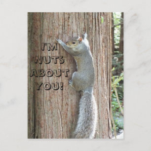 Squirrel: I'm Nuts About You! Postcard
