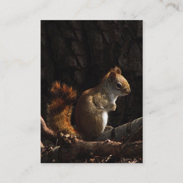 Squirrel in a Patch of Sunlight ATC Business Card (Front)