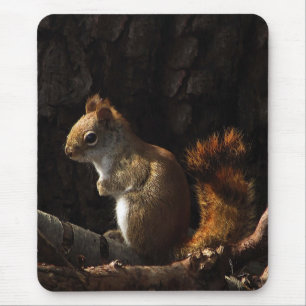 Squirrel in a Patch of Sunlight Mouse Mat