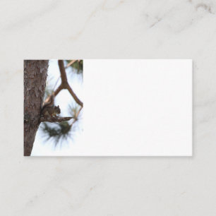 Squirrel in a Pine Tree Business Cards