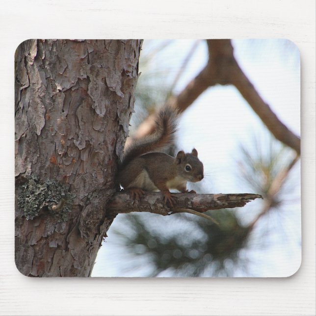 Squirrel in a Pine Tree Mouse Mat (Front)