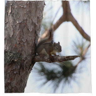 Squirrel in a Pine Tree Shower Curtain