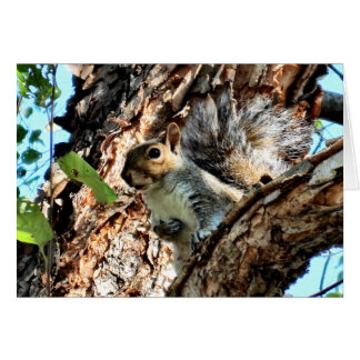 Squirrel in a Tree Photo