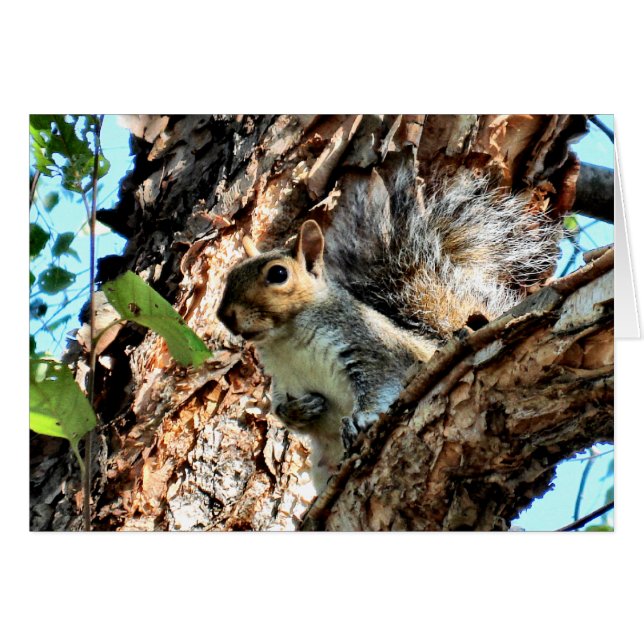 Squirrel in a Tree Photo (Front Horizontal)