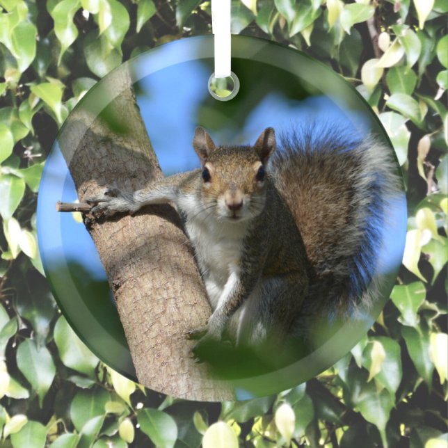 Squirrel in a Tree Photographic Wildlife Glass Tree Decoration (Creator Uploaded)