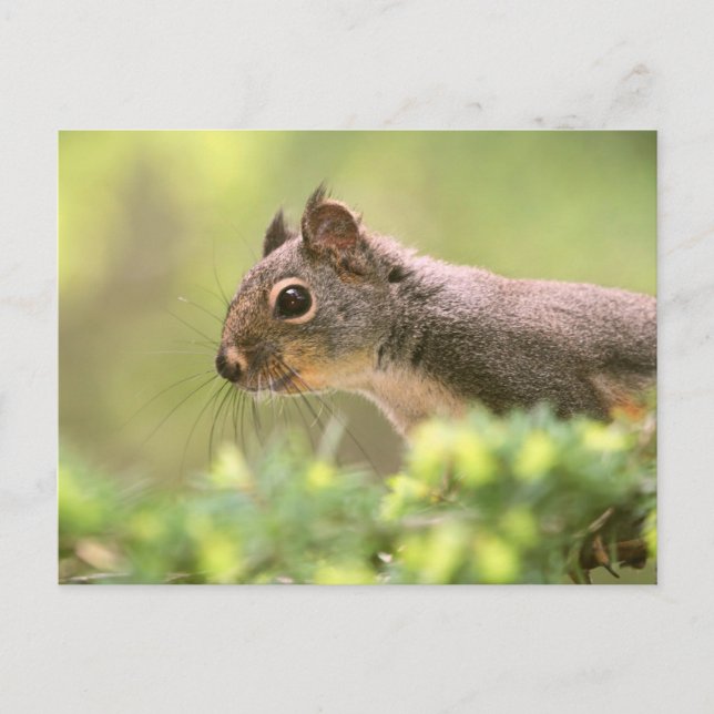 Squirrel in a Tree Postcard (Front)