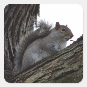 Squirrel in a Tree Square Sticker