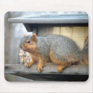 Squirrel in Bird Feeder Mouse Mat