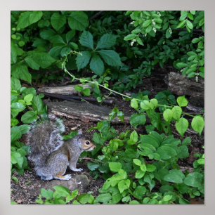 Squirrel in Bushes Poster