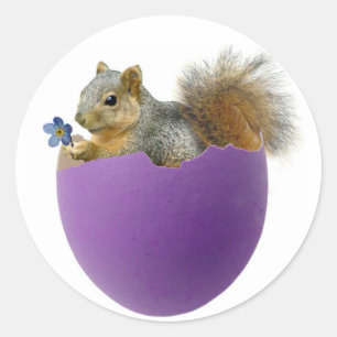 Squirrel in Eggshell Sticker