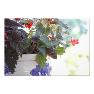 Squirrel in Flower Pot Photo Print