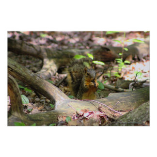 Squirrel in Forest Poster