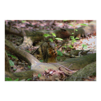 Squirrel in Forest Poster