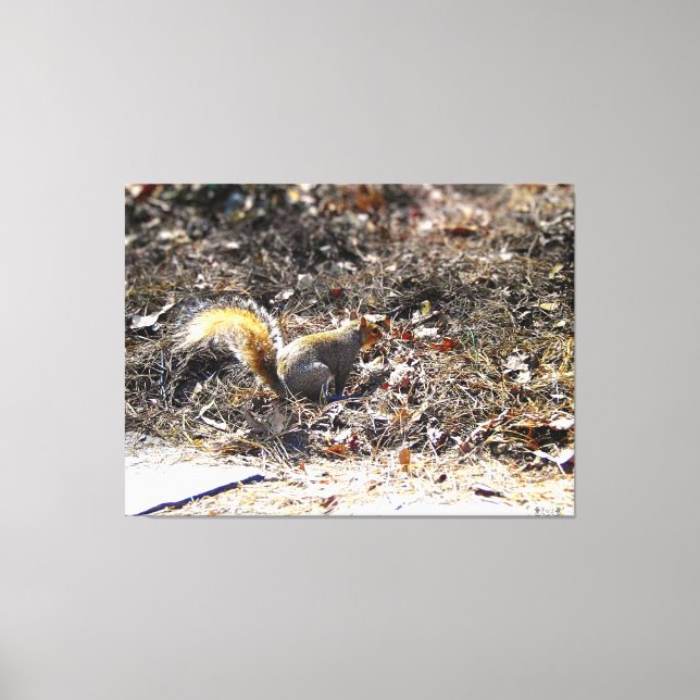 Squirrel in Leafy Ground Canvas Print (Front)
