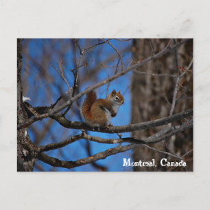Squirrel in Montreal Postcard