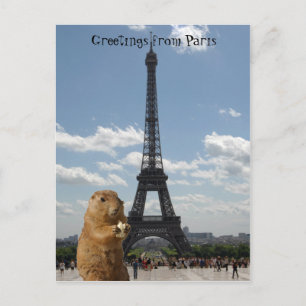 Squirrel in Paris Postcard