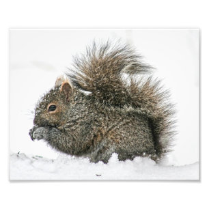 Squirrel in Snow Photography Print