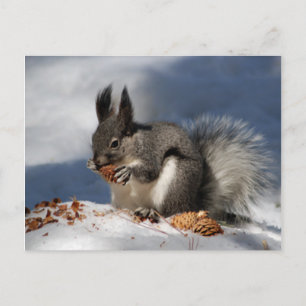 Squirrel in snow postcard