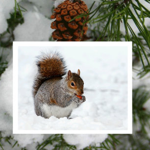 Squirrel in Snow with Berry Postcard