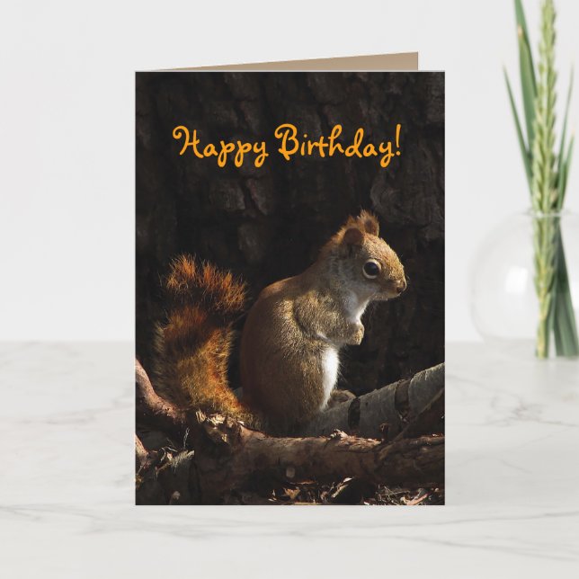 Squirrel in Sunlight Birthday Card (Front)