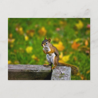 Squirrel in the backyard / Eichhörnchen Postcard